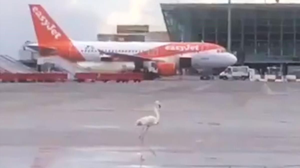 Un flamenco rosa en la pista del aeropuerto de Son Sant Joan Un flamenco rosa en la pista del aeropuerto de Son Sant Joan