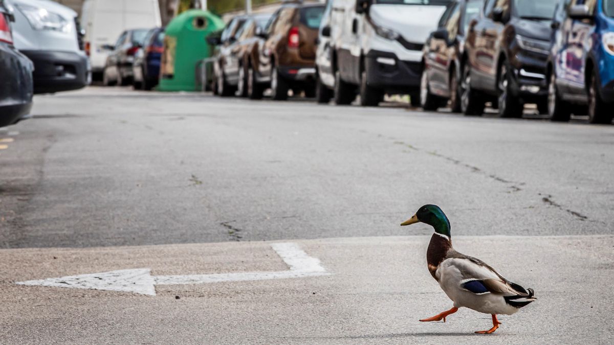 Un pato se pasea por una calle de Cullera (Valencia), durante el confinamiento, en marzo de 2020. Un pato se pasea por una calle de Cullera (Valencia), durante el confinamiento, en marzo de 2020.