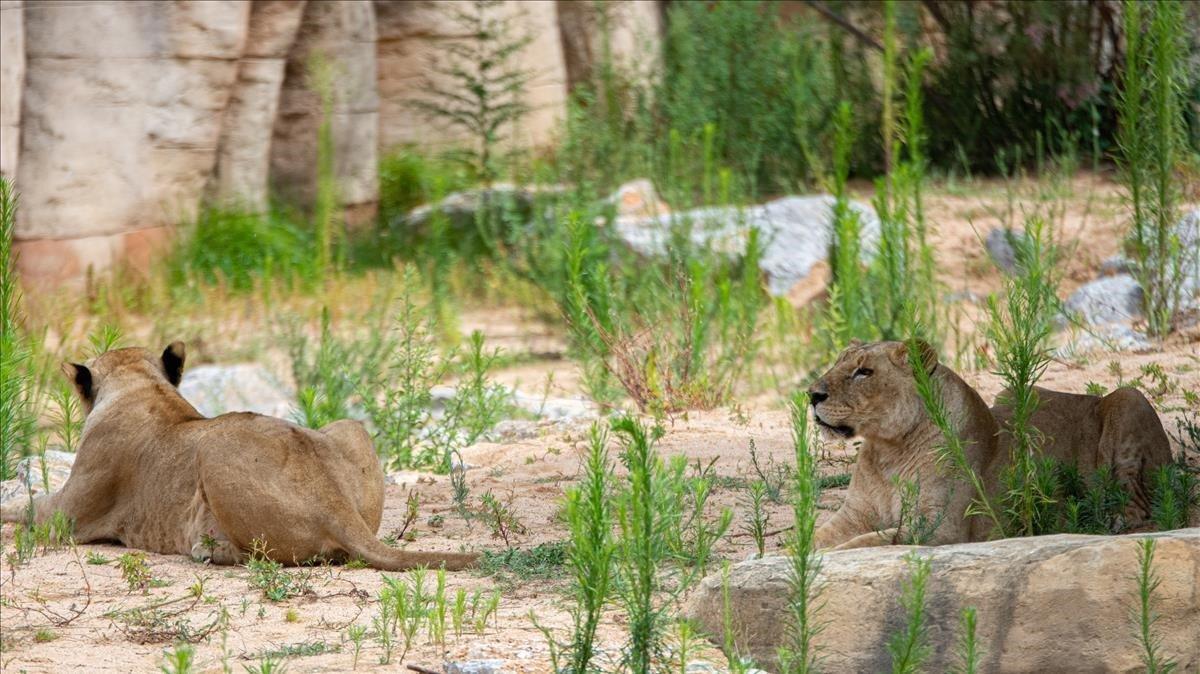 Los leones del Zoo de Barcelona estrenan un hábitat que simula la sabana  africana