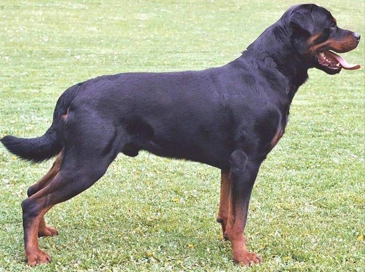 Imagen de archivo de un perro de la raza ’rottweiler’.