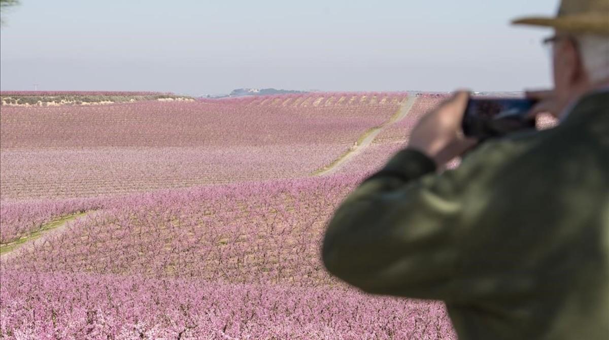 Un visitante fotografía los campos floridos de Aitona.