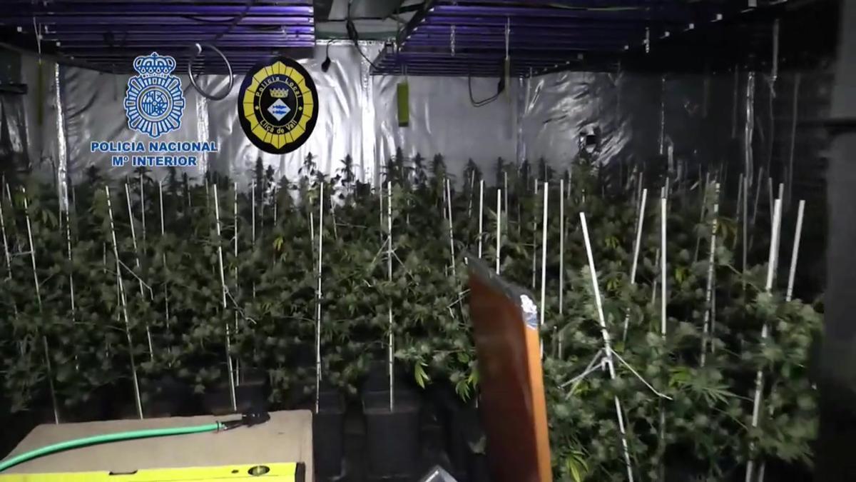 Cinco detenidos por cultivar 1.530 plantas de marihuana en el Baix Penedès.