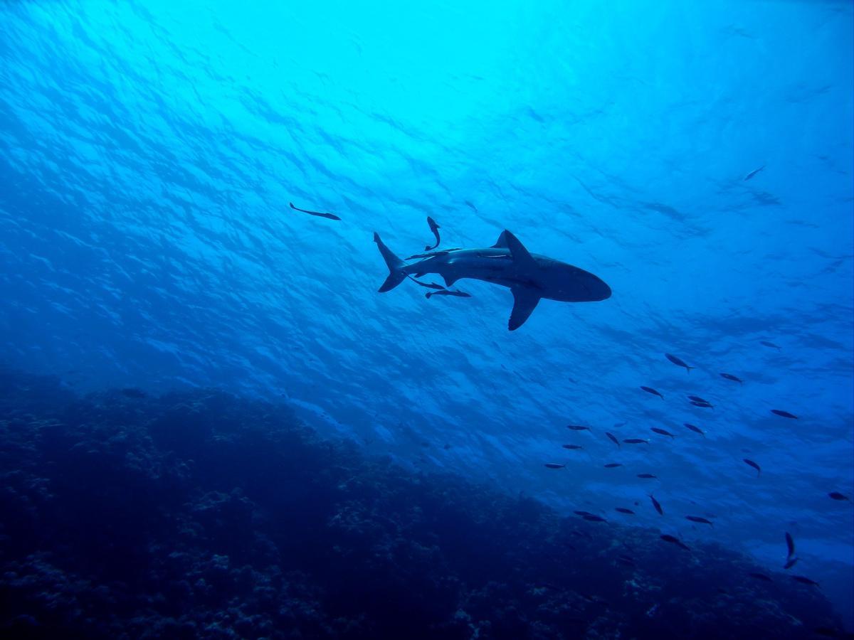 Una de cada nueve especies marinas está en peligro de extinción