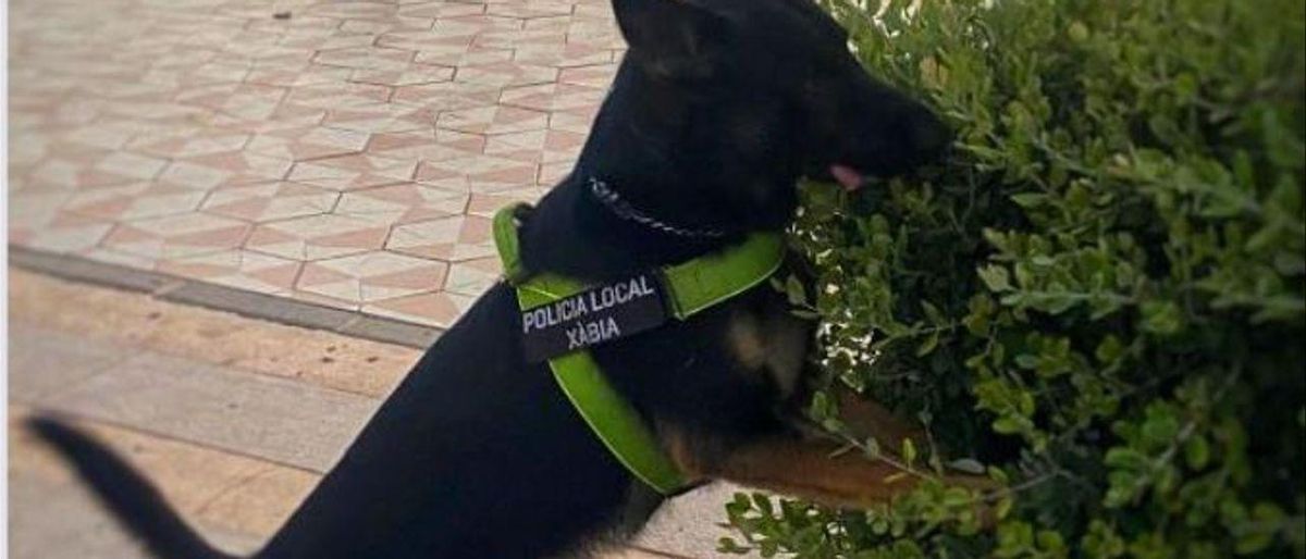 Adiestran al perro de la policía para luchar contra la sumisión química Adiestran al perro de la policía para luchar contra la sumisión química