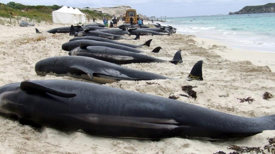 Another 250 pilot whales washed ashore on the New Zealand coast and died