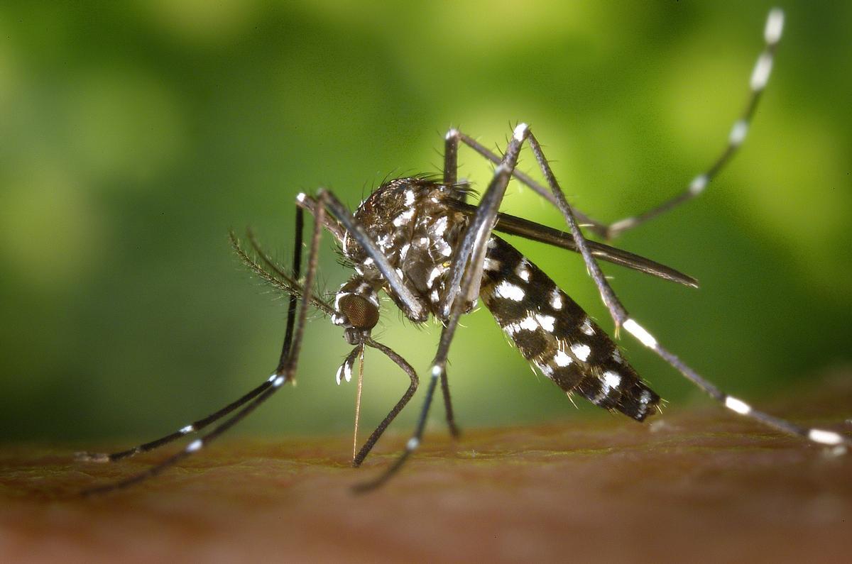 Mosquito tigre Mosquito tigre