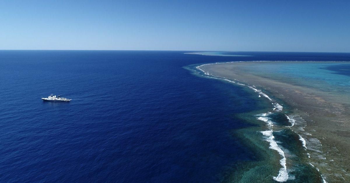 Descobert un corall més alt que l'Empire State a la Gran Barrera d'Austràlia Descobert un corall més alt que l'Empire State a la Gran Barrera d'Austràlia