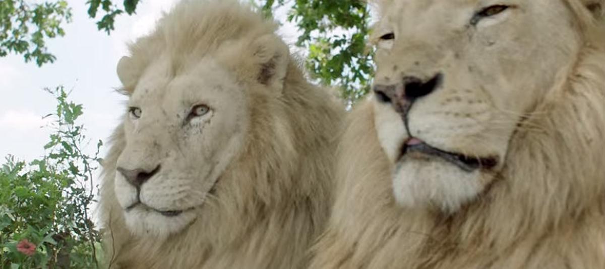 Aslan, el león blanco más famoso de la manada