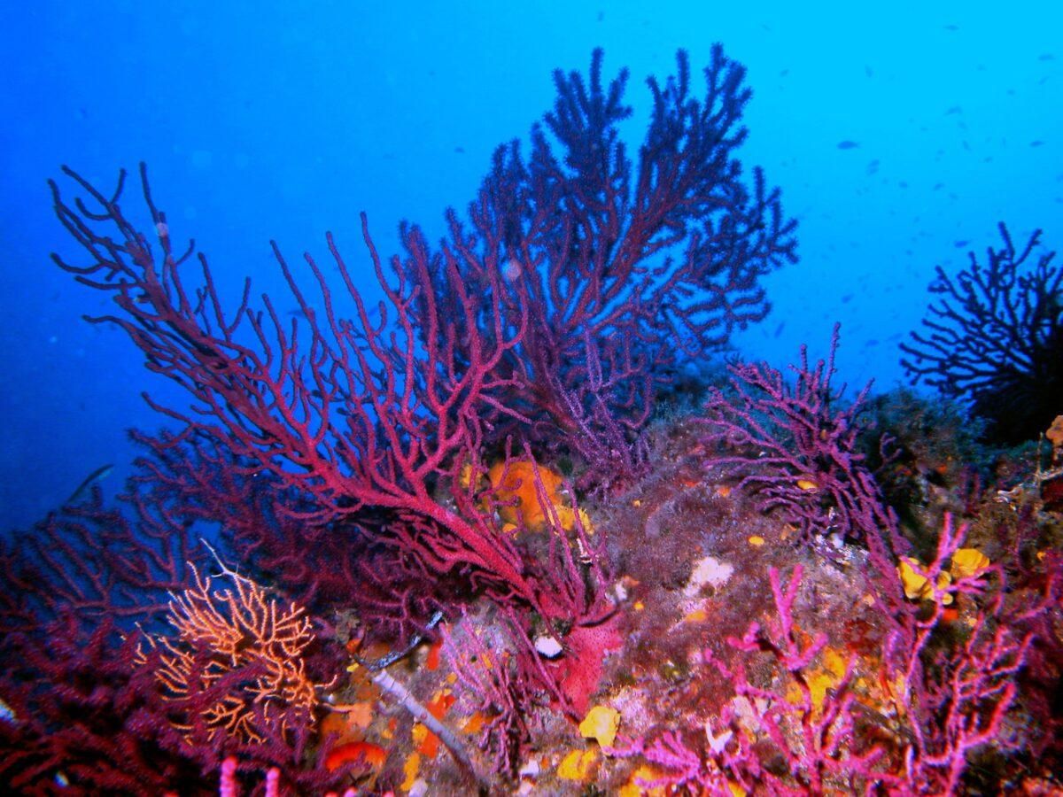 Devuelven al mar más de 1.000 gorgonias en un año en Catalunya Devuelven al mar más de 1.000 gorgonias en un año en Catalunya