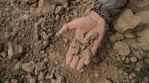 Un agricultor muestra su campo de maíz seco debido a la sequía en Casalbuttano (Italia).