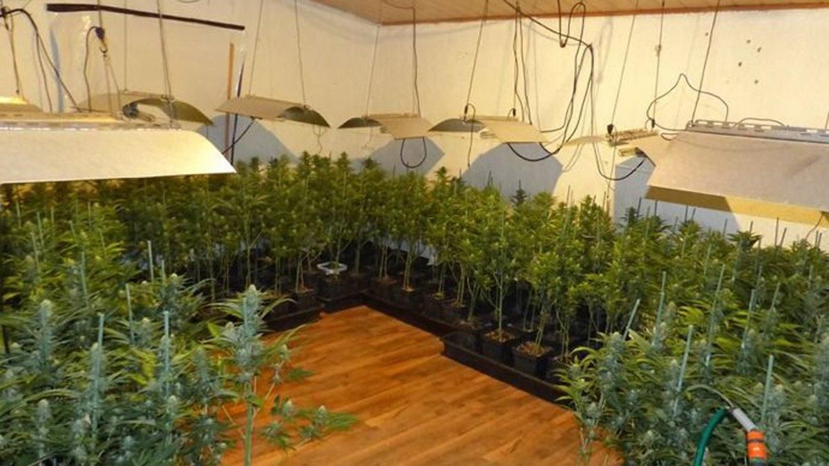 Plantación de marihuana. Plantación de marihuana.