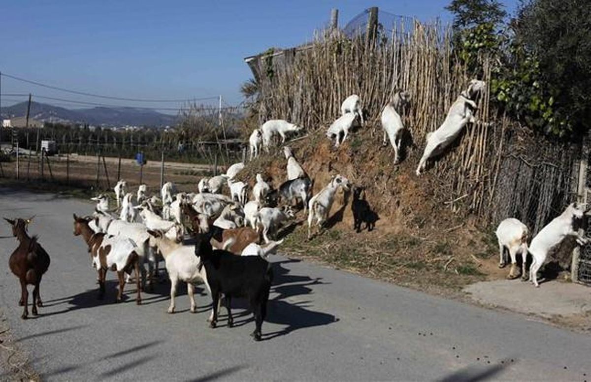 Cabras en El Prat de Llobregat. Cabras en El Prat de Llobregat.