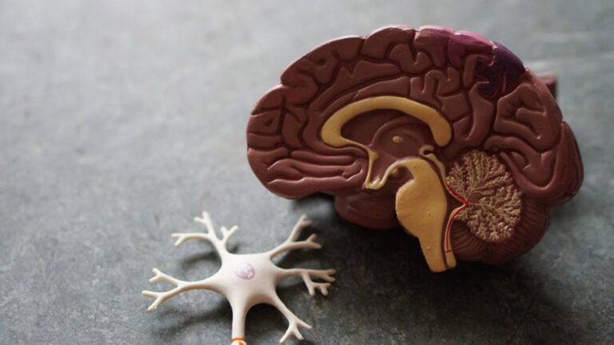 Pequeños cerebros de laboratorio maduran igual que los humanos Pequeños cerebros de laboratorio maduran igual que los humanos