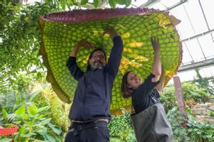Descubren una nueva especie de nenúfar gigante en un jardín de Londres
