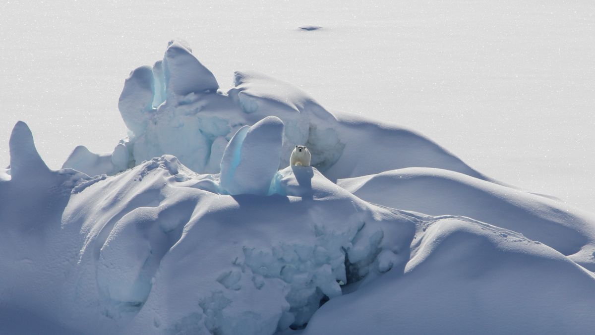 El último refugio del hielo ártico es más vulnerable de lo que creíamos - Vimarsana News