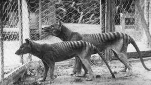 Los científicos planean 'resucitar' genéticamente al extinto tigre de Tasmania