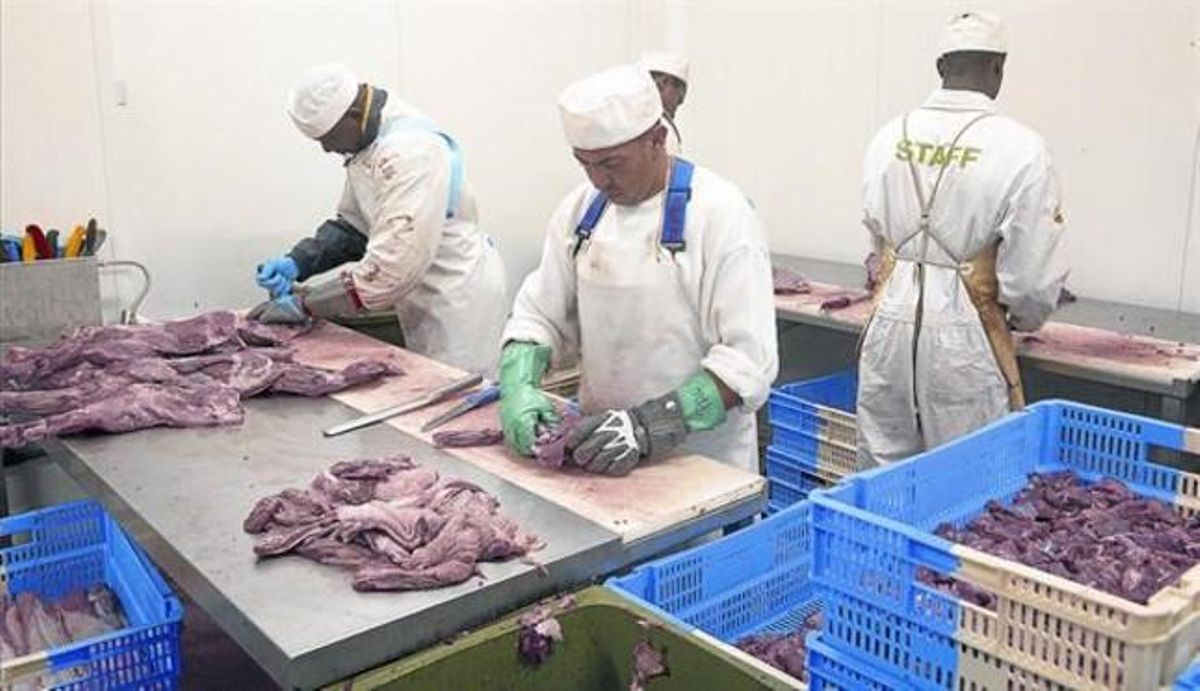 Operarios despiezan carne en un matadero. Operarios despiezan carne en un matadero.