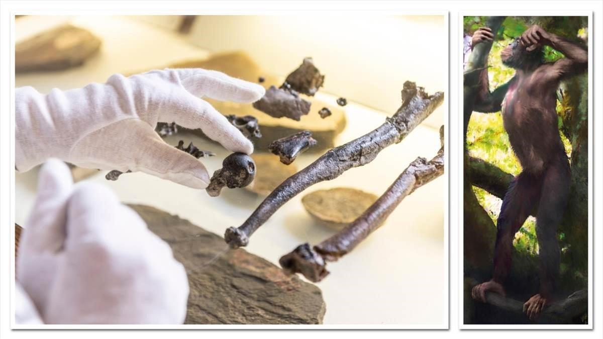 A la izquierda, fragmentos ósesos del esqueleto de un Danuvius guggenmosi. A la derecha, una reconstrucción de la especie. 
