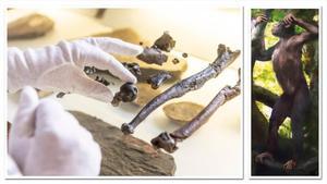 A la izquierda, fragmentos ósesos del esqueleto de un Danuvius guggenmosi. A la derecha, una reconstrucción de la especie. 