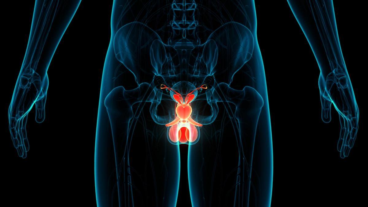 Els experts aconsellen l’autoexploració de testicles per detectar càncer o altres malalties Els experts aconsellen l’autoexploració de testicles per detectar càncer o altres malalties