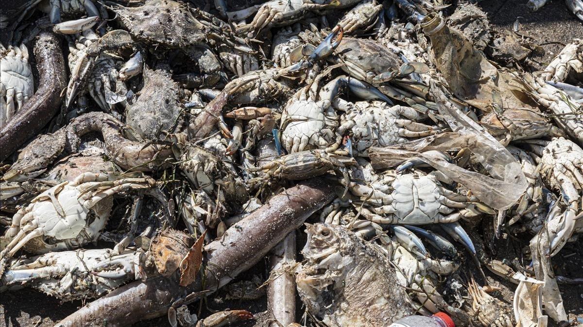 Peces y crustáceos muertos en un contenedor de la playa de La Mota, en el Mar Menor.