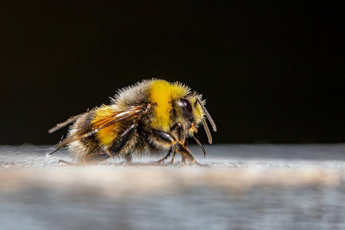Los abejorros estan en riesgo de desaparecer en las proximas decadas