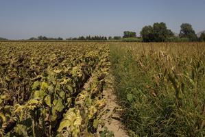 Un campo de maíz junto a uno de girasoles, en el Baix Empordà. 