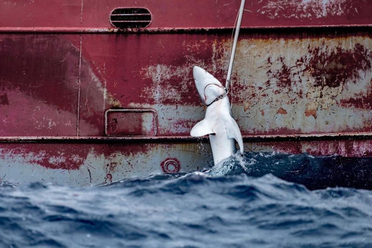 Más de la mitad de las especies de tiburones y rayas del Mediterráneo están amenazadas