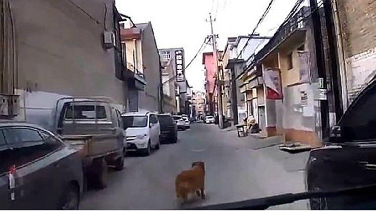 Momento en el que el perro guía a la ambulancia hasta su dueño, que yace en el suelo, en China.
