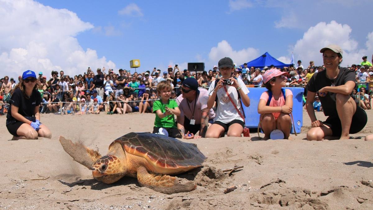 El CRAM libera cuatro tortugas marinas en el Baix Llobregat El CRAM libera cuatro tortugas marinas en el Baix Llobregat