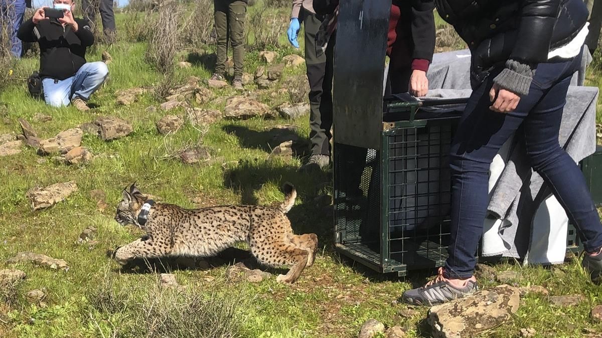 Uno de los ejemplares de linces ibéricos criados en cautividad siendo liberado en la zona del río Matachel (Badajoz) como parte del proyecto Life Lynx Connect para la reinserción y protección de esta especie en peligro de extinción. Uno de los ejemplares de linces ibéricos criados en cautividad siendo liberado en la zona del río Matachel (Badajoz) como parte del proyecto Life Lynx Connect para la reinserción y protección de esta especie en peligro de extinción.