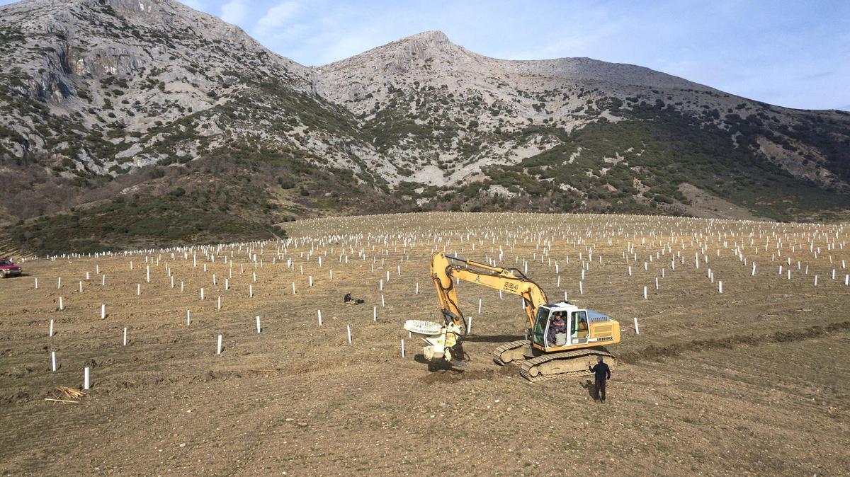 15 nuevos bosques crecen en España resistentes a los incendios