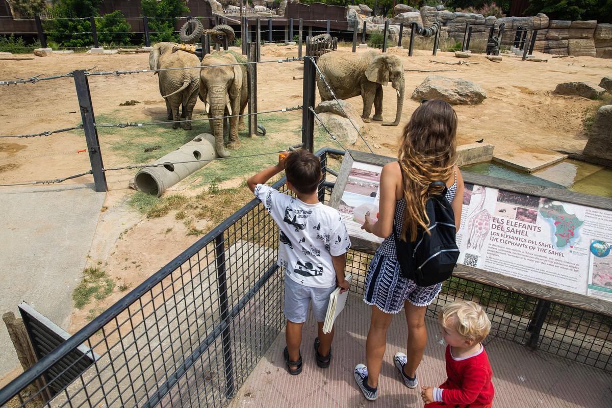 Ambiente en el Zoo de Barcelona, zona de los elefantes.