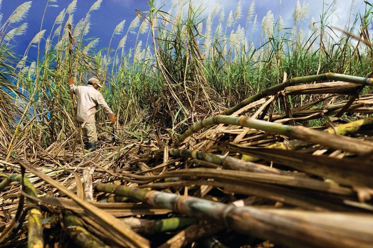 El calentamiento global disparará el precio del café y el azúcar El calentamiento global disparará el precio del café y el azúcar