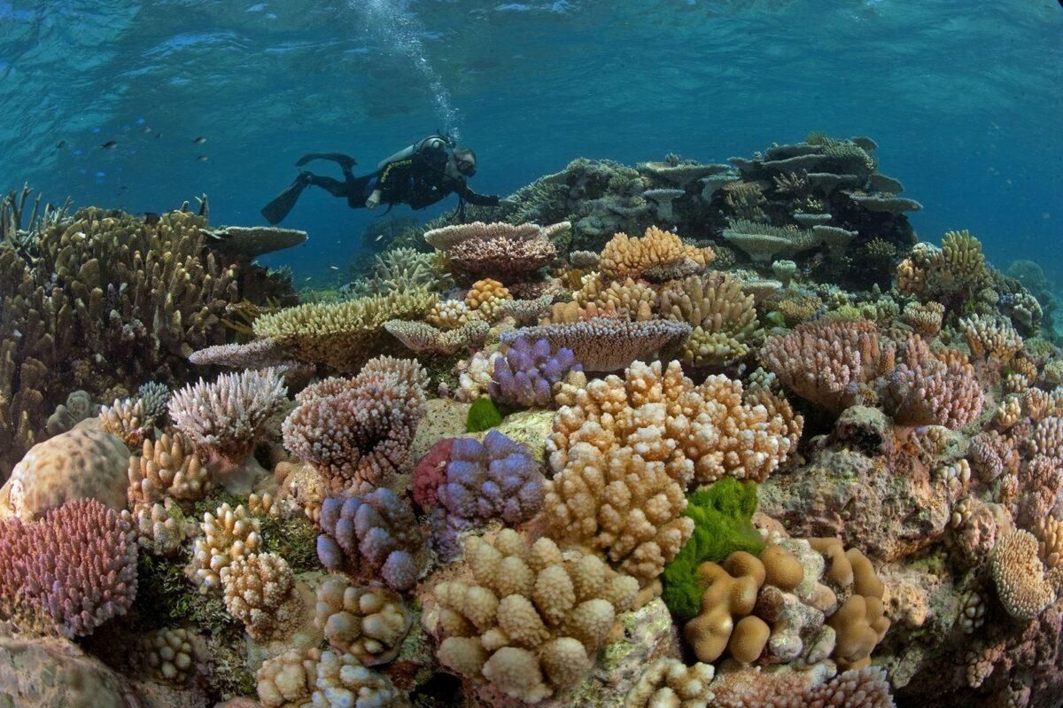 Alianza mundial: 196 países se unen para proteger la naturaleza Alianza mundial: 196 países se unen para proteger la naturaleza