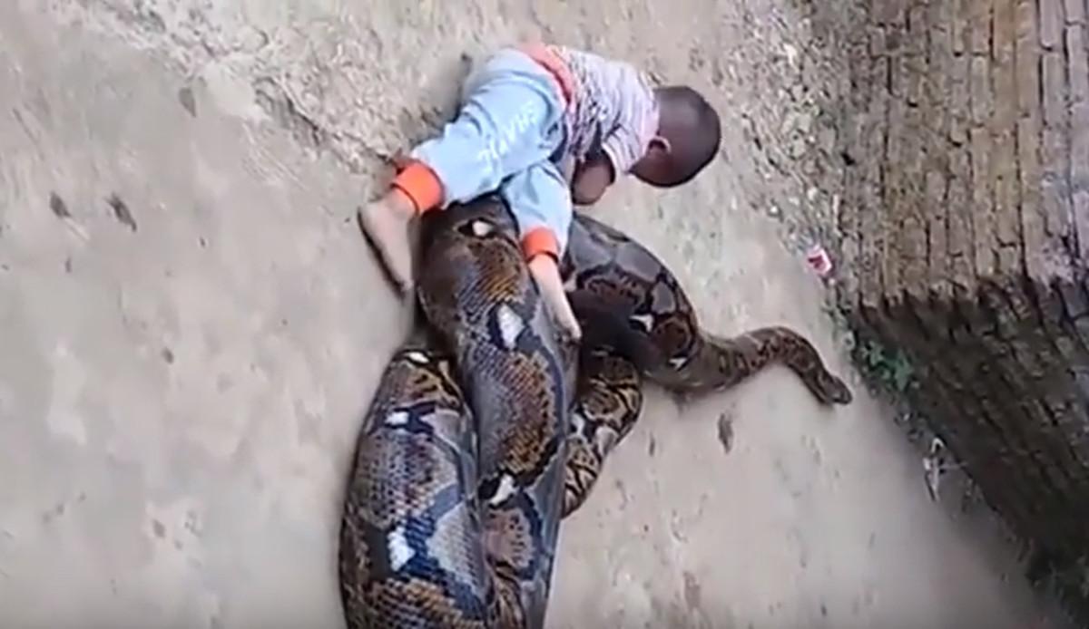 L'impactant vídeo d'un bebè jugant amb una serp pitó a Indonèsia