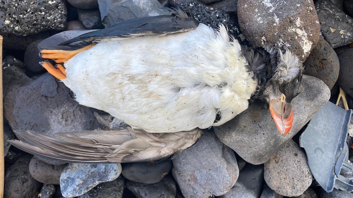 Hallan un centenar de frailecillos muertos en las costas del norte de Tenerife
