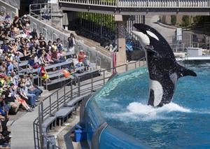 La orca Ulises en un momento de su espectáculo en SeaWorld.
