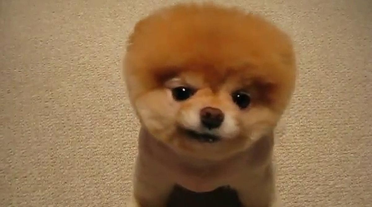 tos Vibrar Repelente Boo, el perro más famoso de Facebook