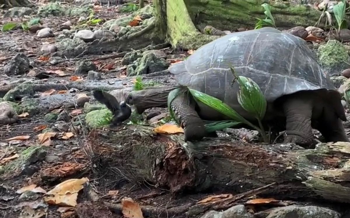 Tortuga gigante en la Isla de Fregate, atacando a una cría de pájaro Tortuga gigante en la Isla de Fregate, atacando a una cría de pájaro