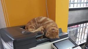 El animal, descansando en una de las fotocopiadoras del consistorio. 