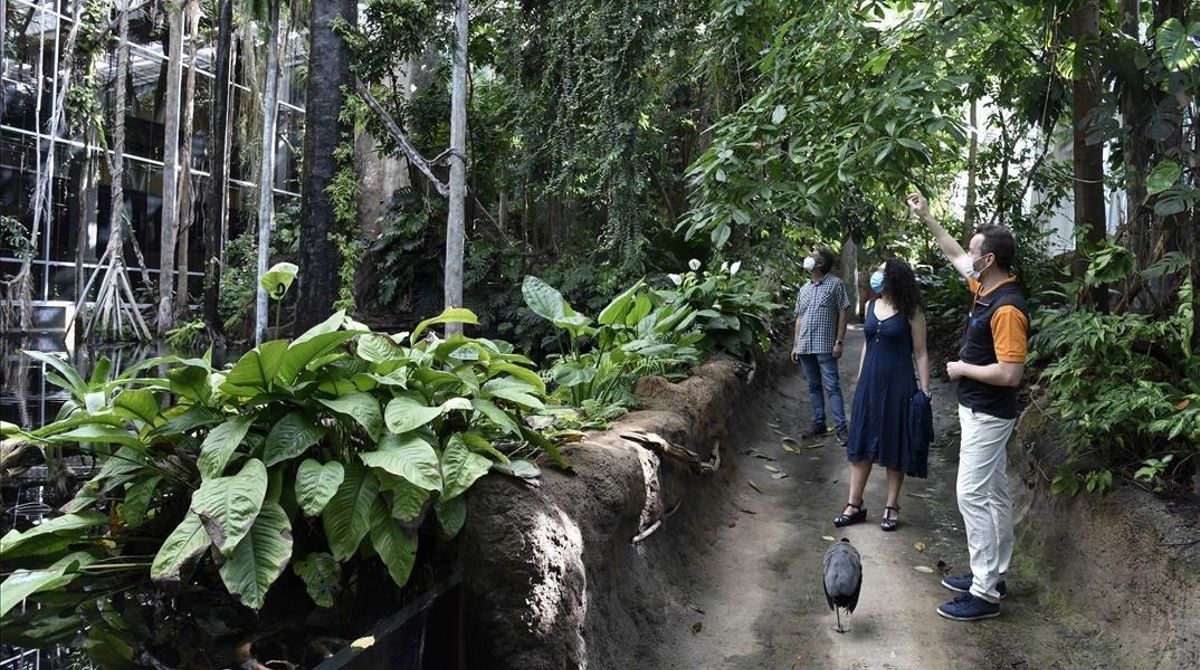 Recreación de un bosque inundado del Amazonas en CosmoCaixa. Recreación de un bosque inundado del Amazonas en CosmoCaixa.