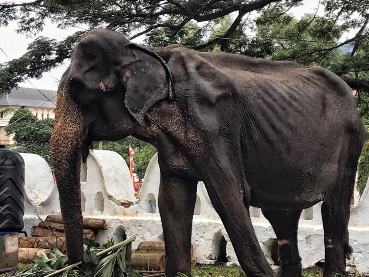 La anciana elefanta Tikiiri, desnutrida y obligada a trabajar.