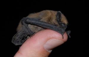 Un ’Pipistrellus pipistrellus’.