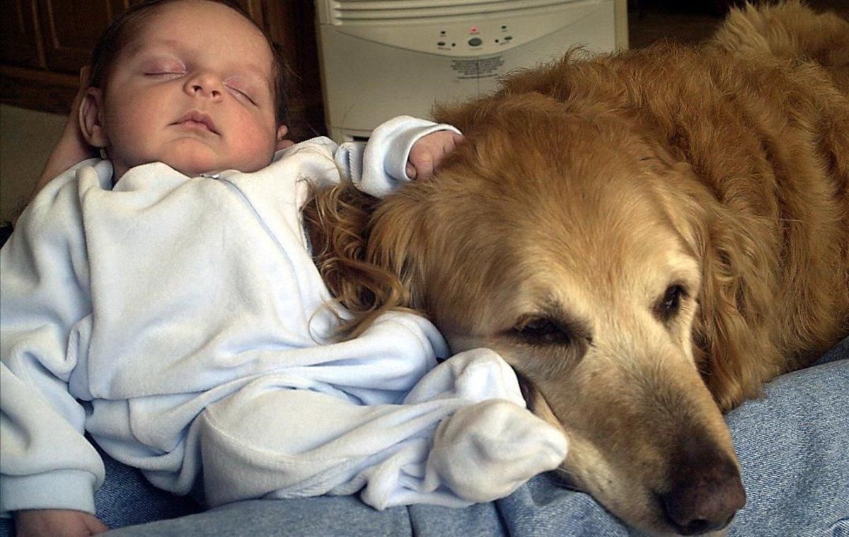 21 de julio: Día mundial del perro 21 de julio: Día mundial del perro
