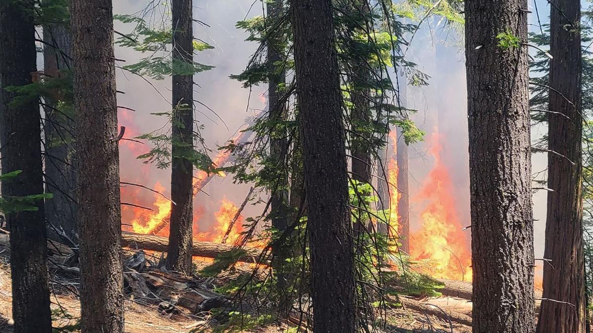 Un incendio en el parque de Yosemite amenaza un bosque de secuoyas gigantes.