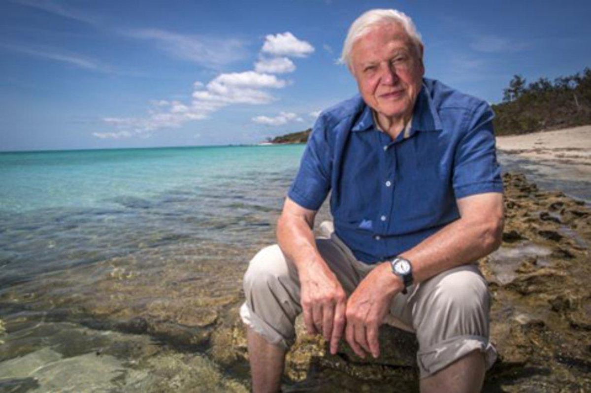 David Attenborough, en uno de sus documentales sobre la Gran Barrera de Coral australiana. David Attenborough, en uno de sus documentales sobre la Gran Barrera de Coral australiana.
