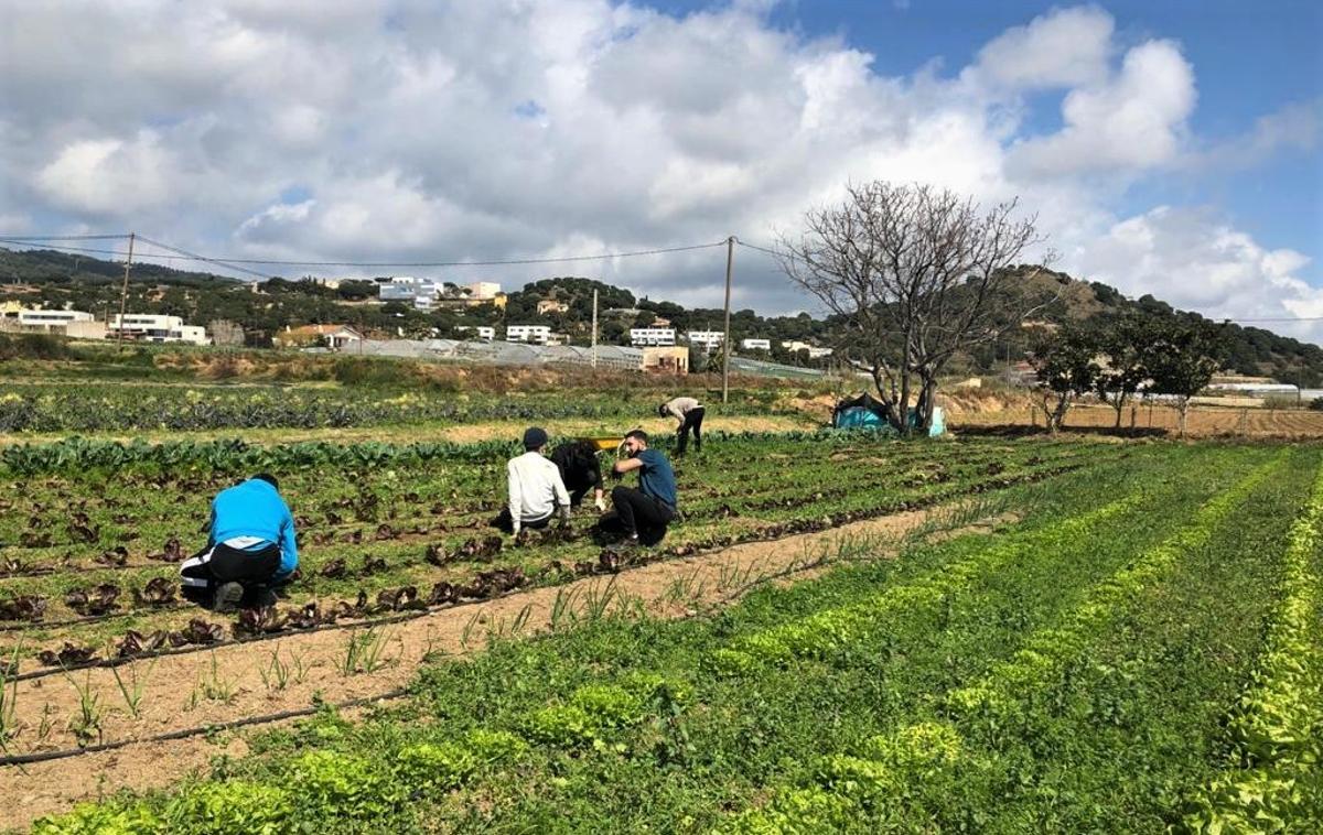 El programa de formació agroecològica per a joves ‘Arrelem’ de Mataró inicia la seva segona edició