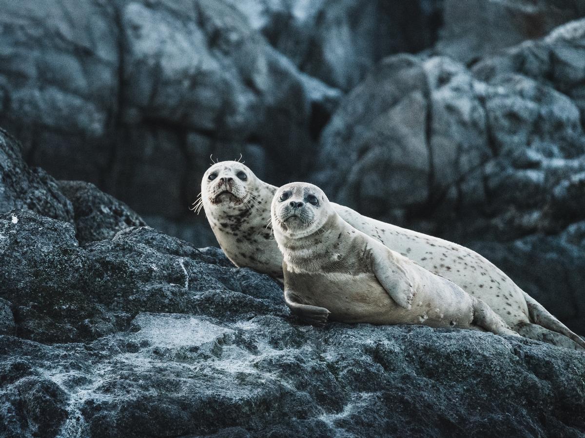 El drama de las focas árticas: acosadas por el cambio climático, los depredadores y los humanos