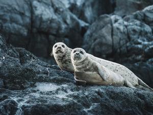 Dos ejemplares de foca en la Columbia Británica (Canadá).